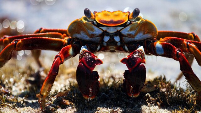 Planet Earth: Blue Planet II