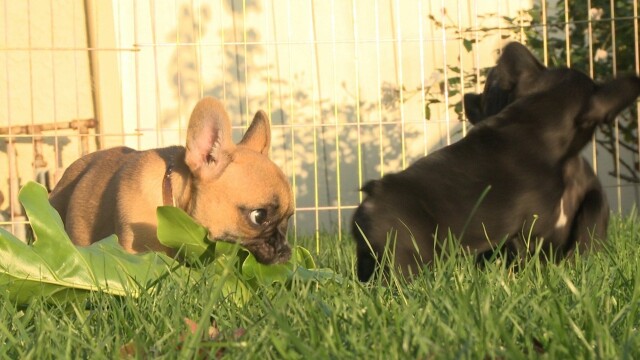 Puppy Love