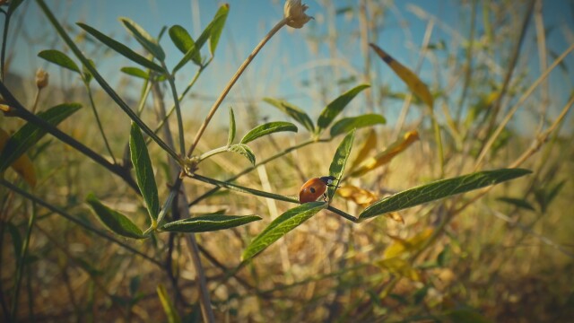 Webs & Wings: Nature's Tiny Ballet