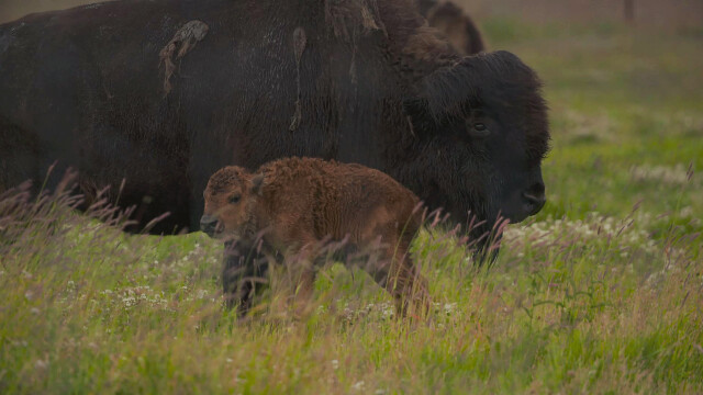Alaska Animal Rescue