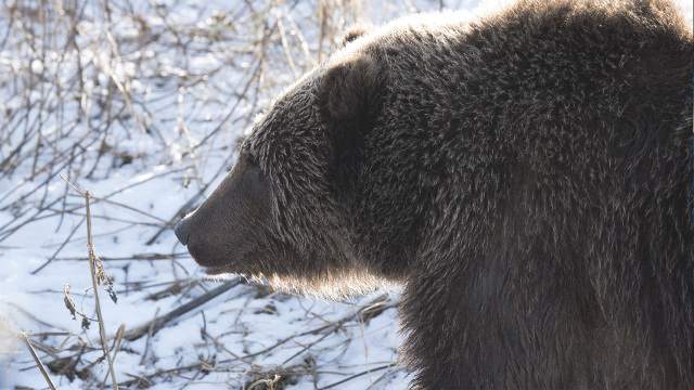 Alaska's Grizzly Gauntlet