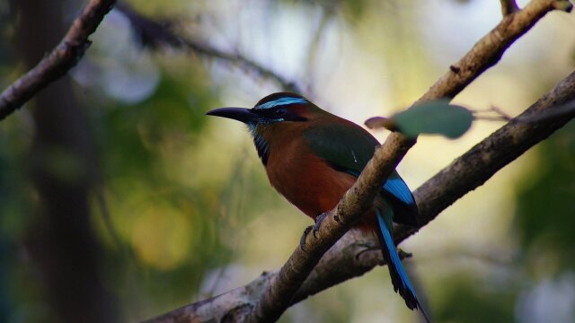 Wild Caribbean: Rhythms of Life