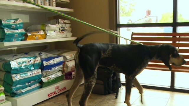 Pit Bulls and Parolees