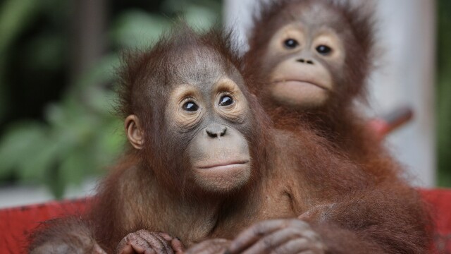 Orangutan Jungle School