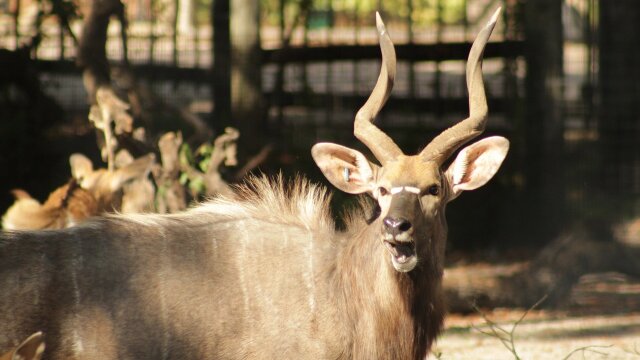 Secrets of the Zoo: Tampa