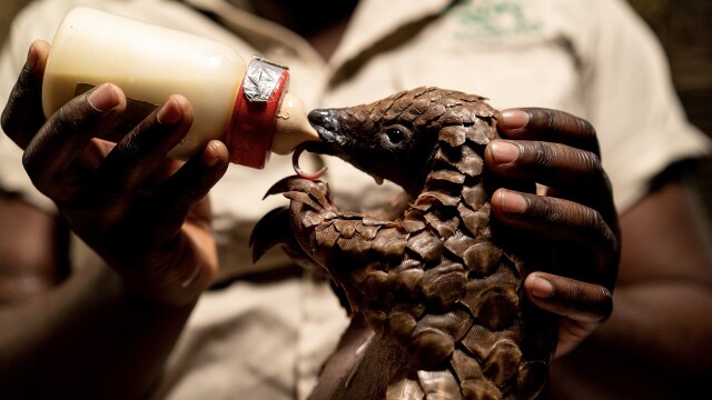 Malawi Wildlife Rescue