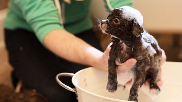 Puppy Secrets: The First Six Months