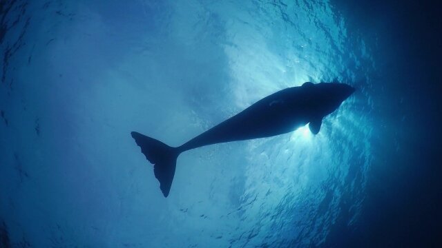 Wild Caribbean: Rhythms of Life