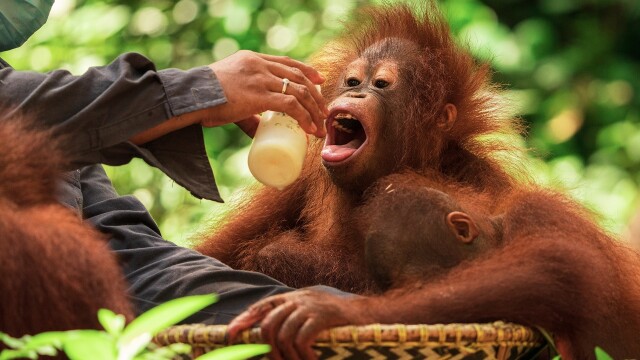 Orangutan Jungle School