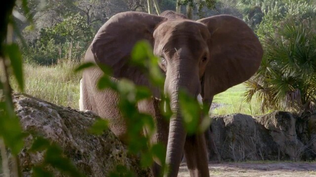 Babies of the Zoo