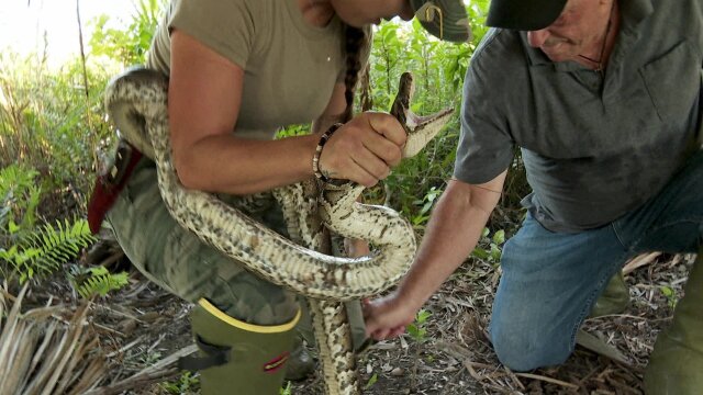 Swamp People: Serpent Invasion