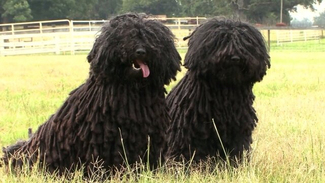 Dogs 101