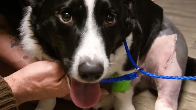 Dr. Jeff: Rocky Mountain Vet