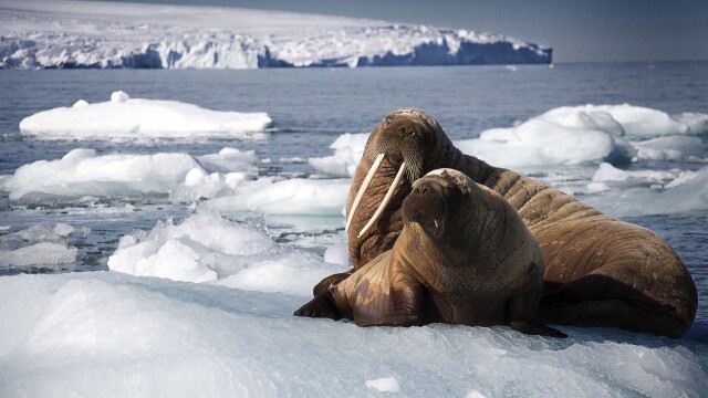 Planet Earth: Blue Planet II