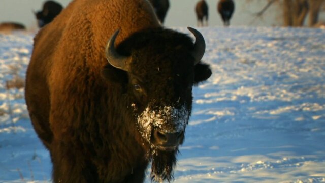 Dr. Jeff: Rocky Mountain Vet