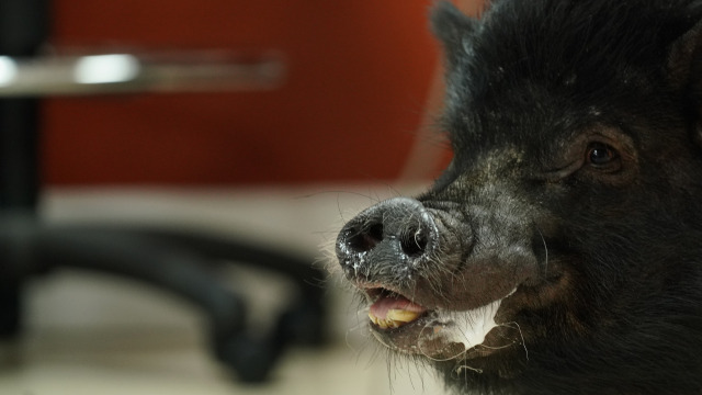 Watch Dr. K's Exotic Animal ER Big Bite, Pig Attitude! S9 E10 | TV ...