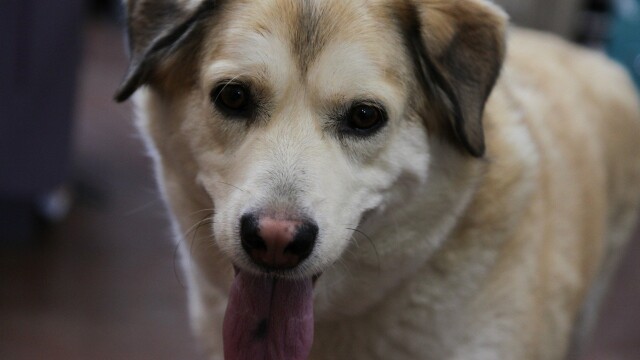 Dr. Oakley, Yukon Vet