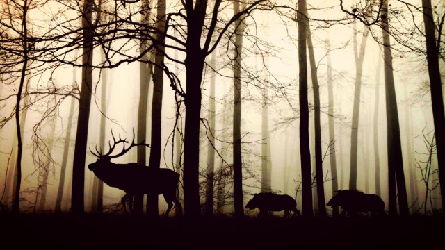 Animal Society