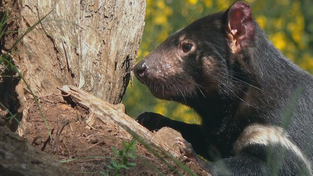 Secret Life of the Tasmanian Devil