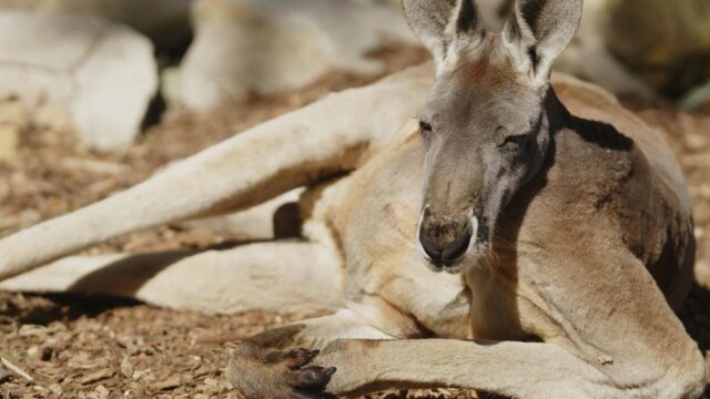 Secrets of the Zoo: Down Under