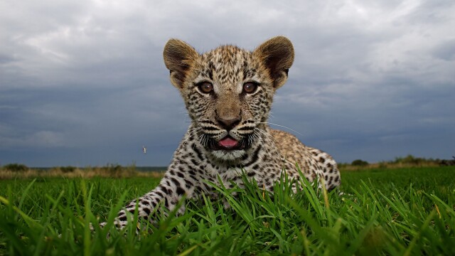 Orphans of the Wild