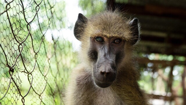 Malawi Wildlife Rescue