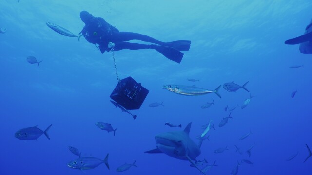 Blue World