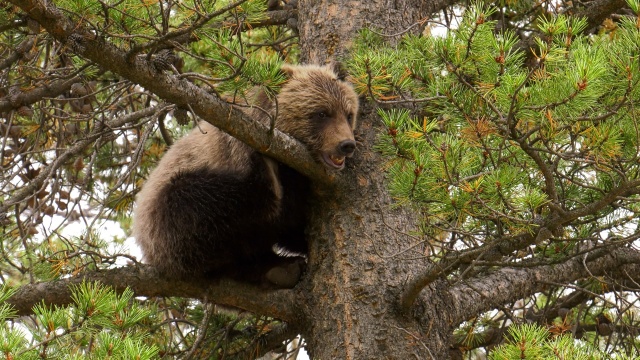 Wild Bear Rescue