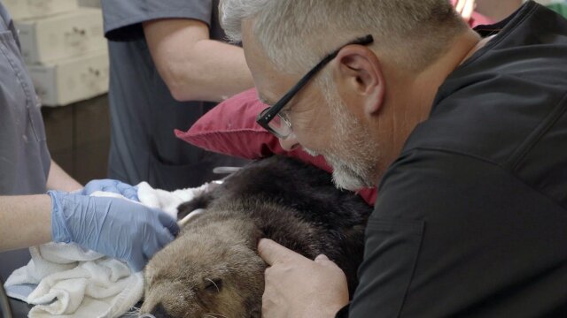 Wild Pacific Rescue