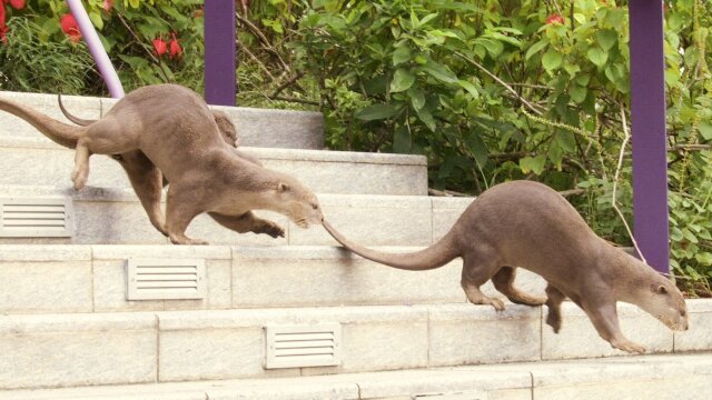 Otter Dynasty