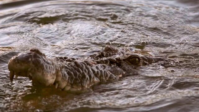 Monster Croc Wrangler