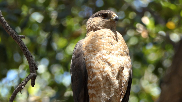 Mutual of Omaha's Wild Kingdom Protecting the Wild