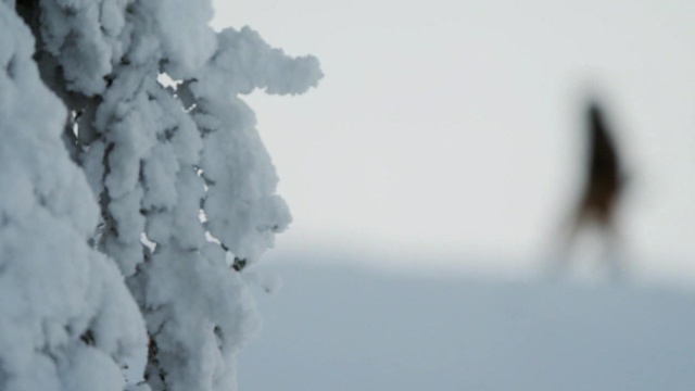 Life Below Zero: First Alaskans