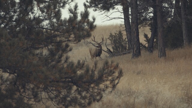 Into High Country