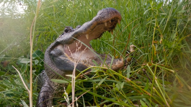 Texas Gator Savers