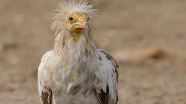 Nomads of the Serengeti