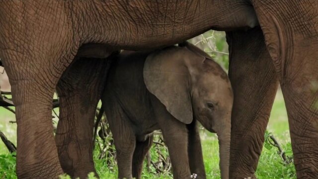 Animal Babies: First Year on Earth