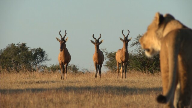 Lodging With Lions