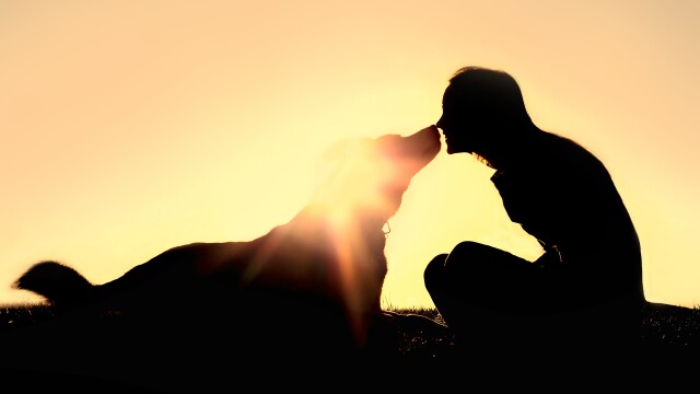 Dog Tails