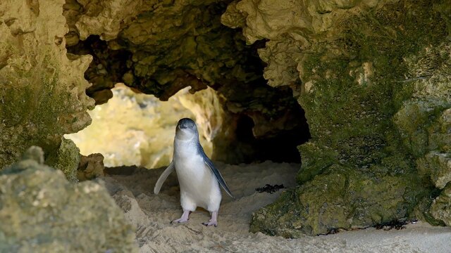 Wild Birds of Australia