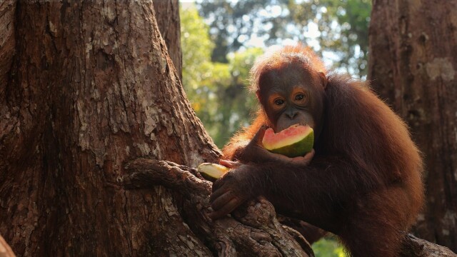 Orangutan Jungle School