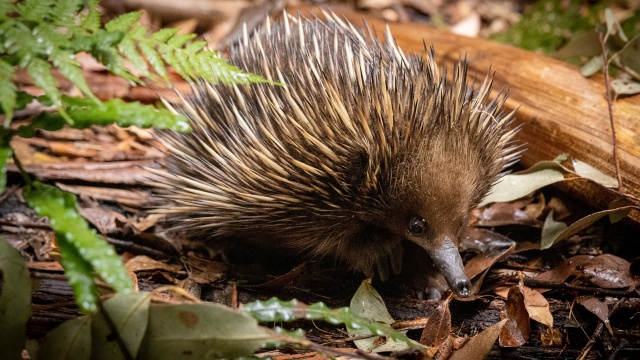 Secrets of the Zoo: Down Under