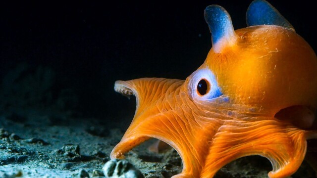 Planet Earth: Blue Planet II