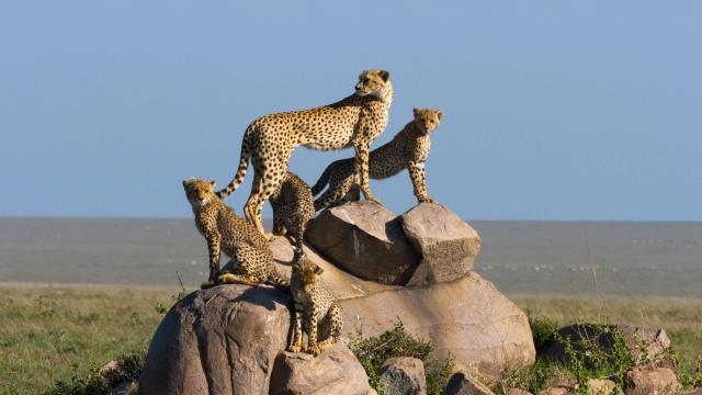 Great Species of the African Savannah