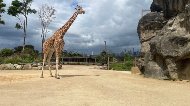 Secrets of the Zoo: Down Under