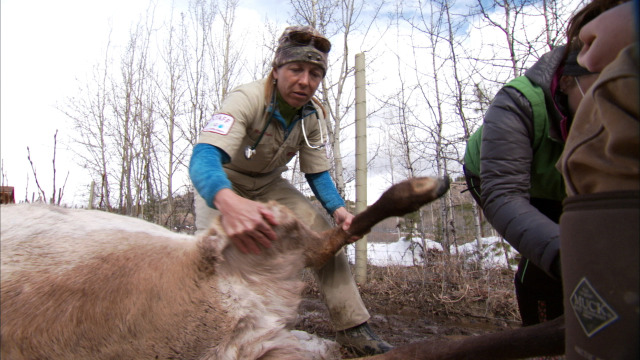 Dr. Oakley, Yukon Vet
