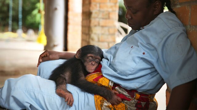 Baby Chimp Rescue