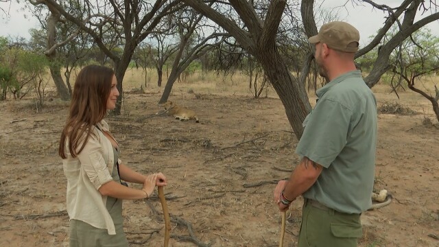 Lodging With Lions