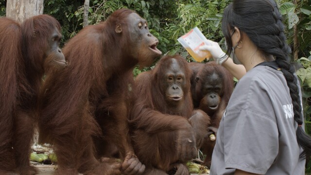 Orangutan Jungle School