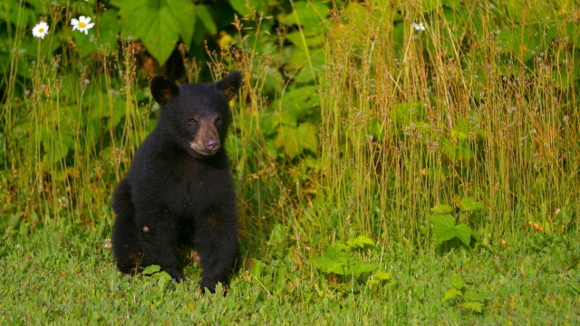 Wild Bear Rescue